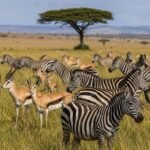 Zebra Herd alongside Antelope