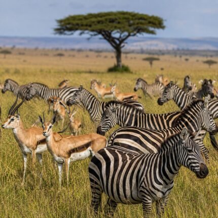 Zebra Herd alongside Antelope
